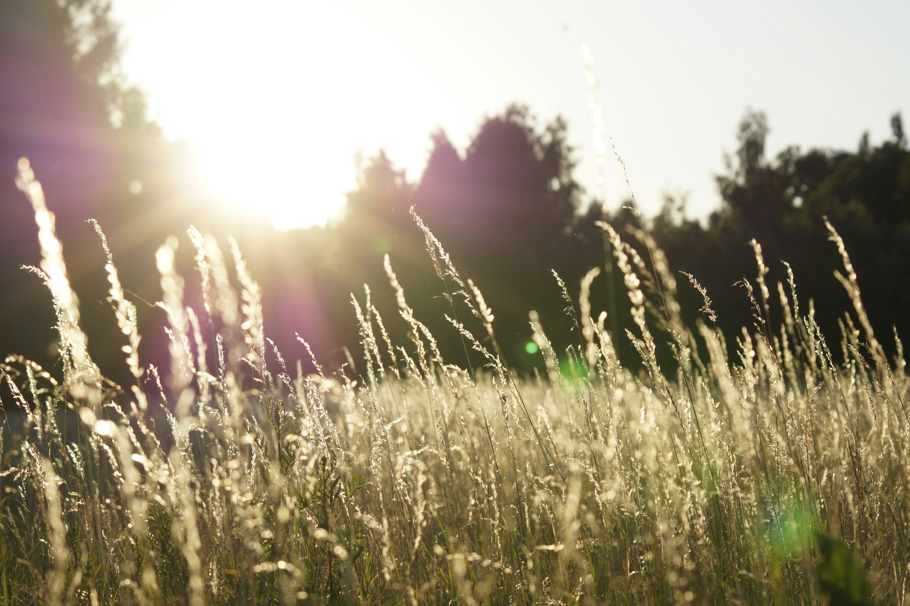 Sunshine casting warm light across a golden wheat field, creating long shadows and highlighting the natural beauty of the crops