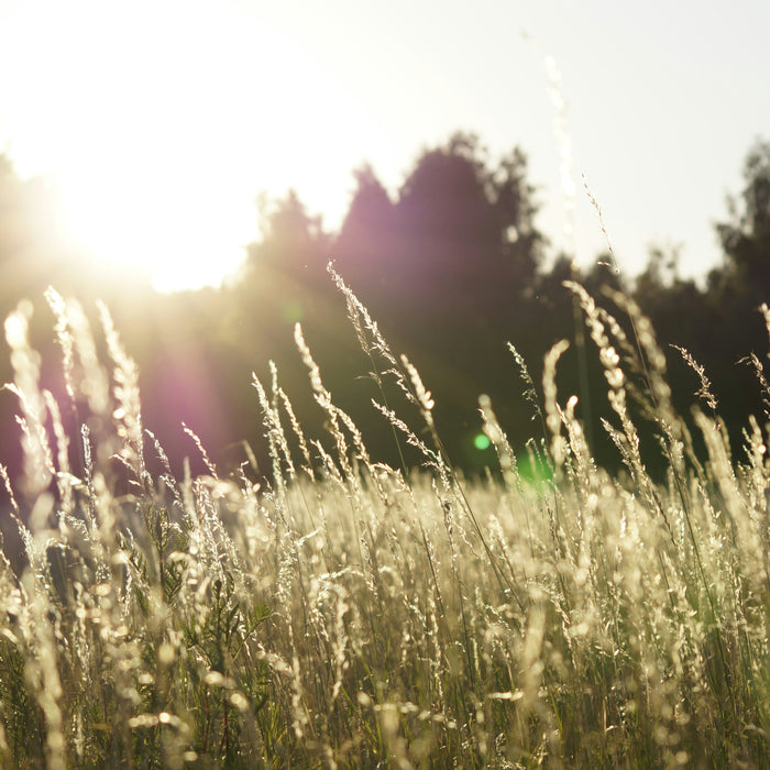 Sunshine casting warm light across a golden wheat field, creating long shadows and highlighting the natural beauty of the crops