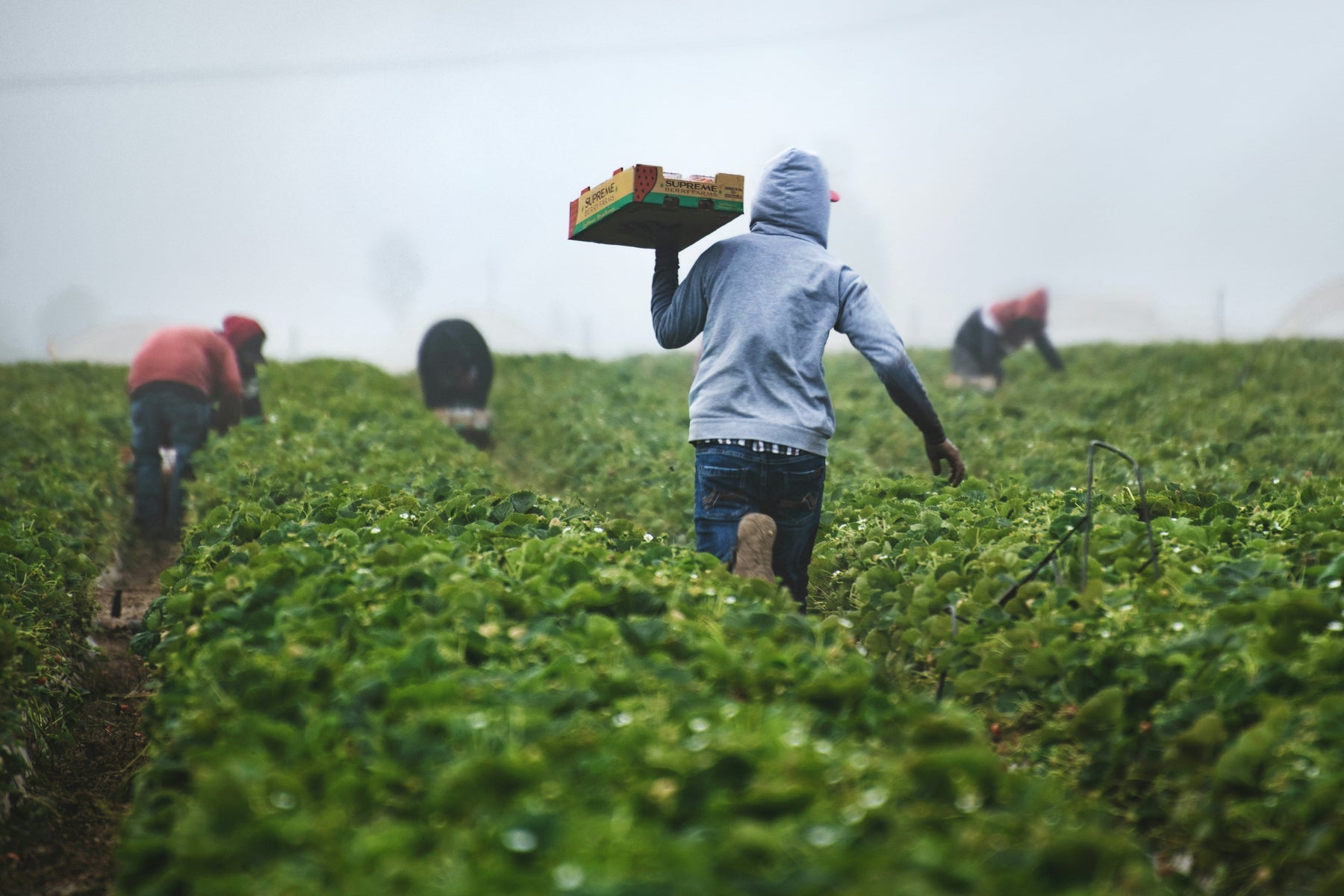 Farmer walking through a misty field, carrying a basket of freshly harvested crops.