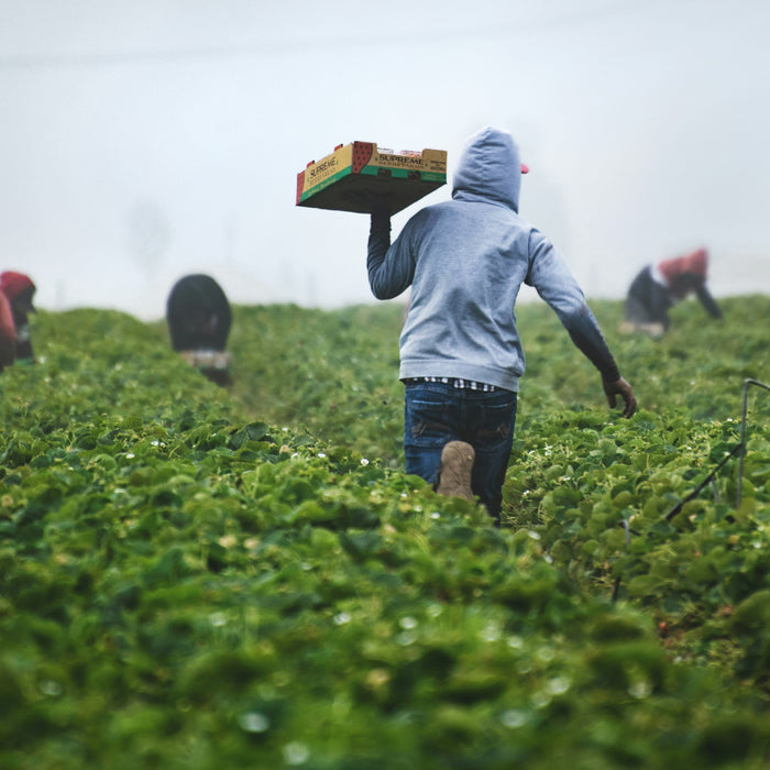 Farmer walking through a misty field, carrying a basket of freshly harvested crops.